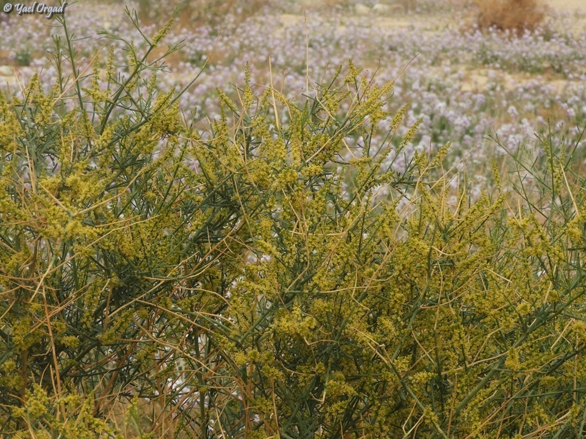 Ochradenus baccatus the pink in the back is Diplotaxis acris: <br />
<figure class="photo"><a href="https://www.jungledragon.com/image/158326/diplotaxis_acris.html" title="Diplotaxis acris"><img src="https://s3.amazonaws.com/media.jungledragon.com/images/3519/158326_thumb.JPG?AWSAccessKeyId=05GMT0V3GWVNE7GGM1R2&Expires=1769040010&Signature=B9jDfhWWY%2BlIqBlYoY6yewnEA0M%3D" width="200" height="112" alt="Diplotaxis acris  Diplotaxis acris,Geotagged,Israel,Winter" /></a></figure> Geotagged,Israel,Ochradenus baccatus,Winter