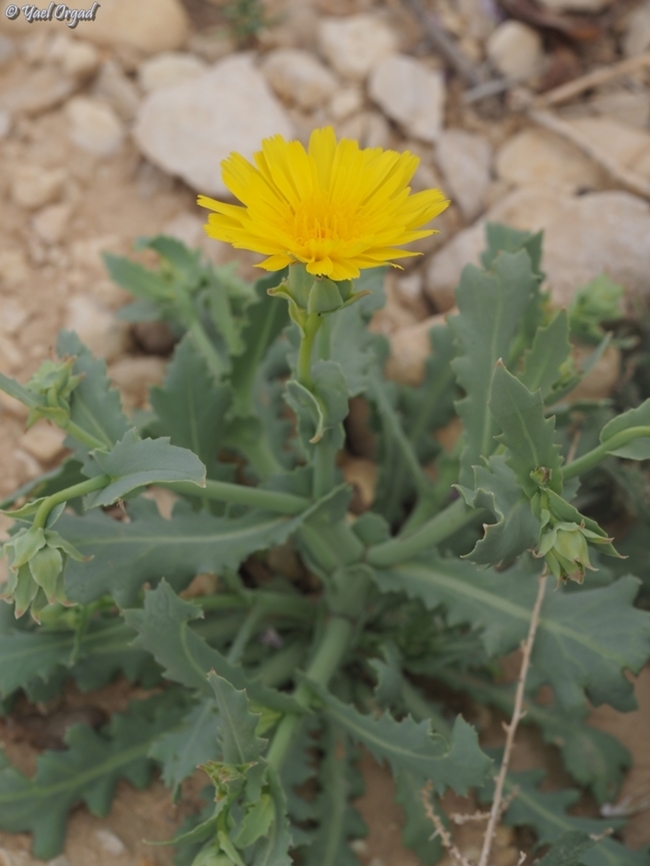 Launaea angustifolia  Geotagged,Israel,Launaea angustifolia,Winter