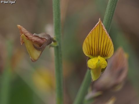 Crotalaria aegyptiaca  Crotalaria aegyptiaca,Geotagged,Israel,Winter