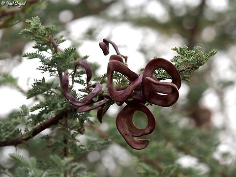 Vachellia tortilis ssp. raddiana  Geotagged,Israel,Umbrella thorn acacia,Vachellia tortilis,Winter