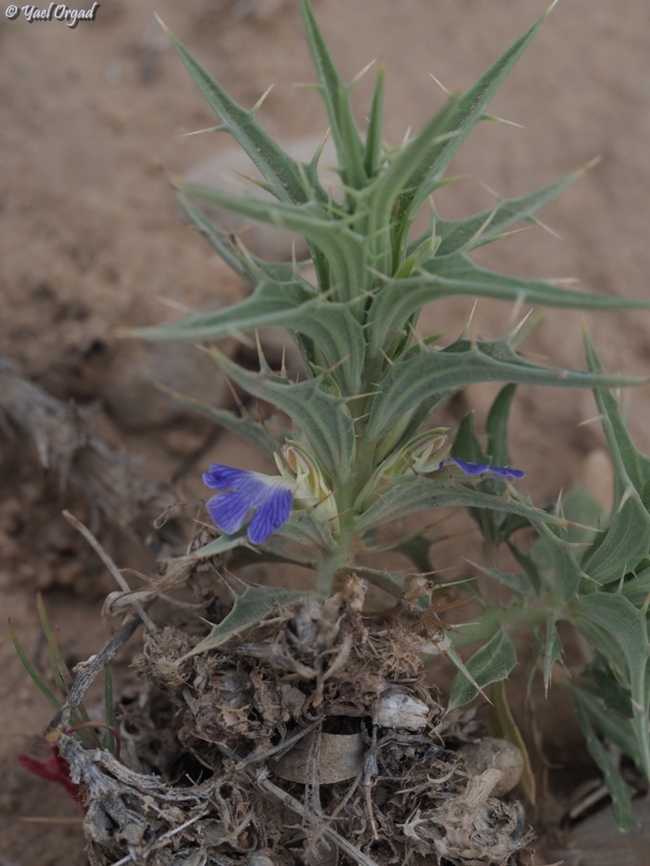 Blepharis attenuata  Blepharis attenuata,Geotagged,Israel,Winter