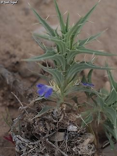 Blepharis attenuata  Blepharis attenuata,Geotagged,Israel,Winter