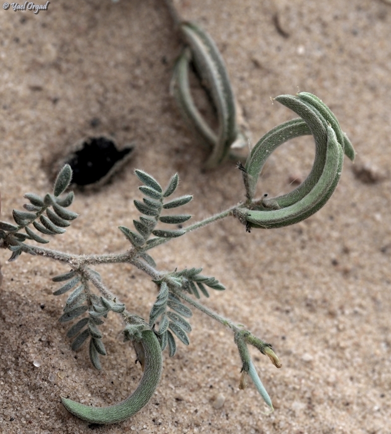 Astragalus intercedens  Astragalus intercedens,Geotagged,Israel,Winter