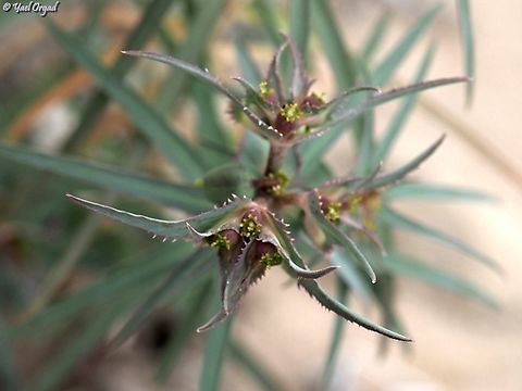 Euphorbia retusa  Euphorbia retusa,Geotagged,Israel,Winter