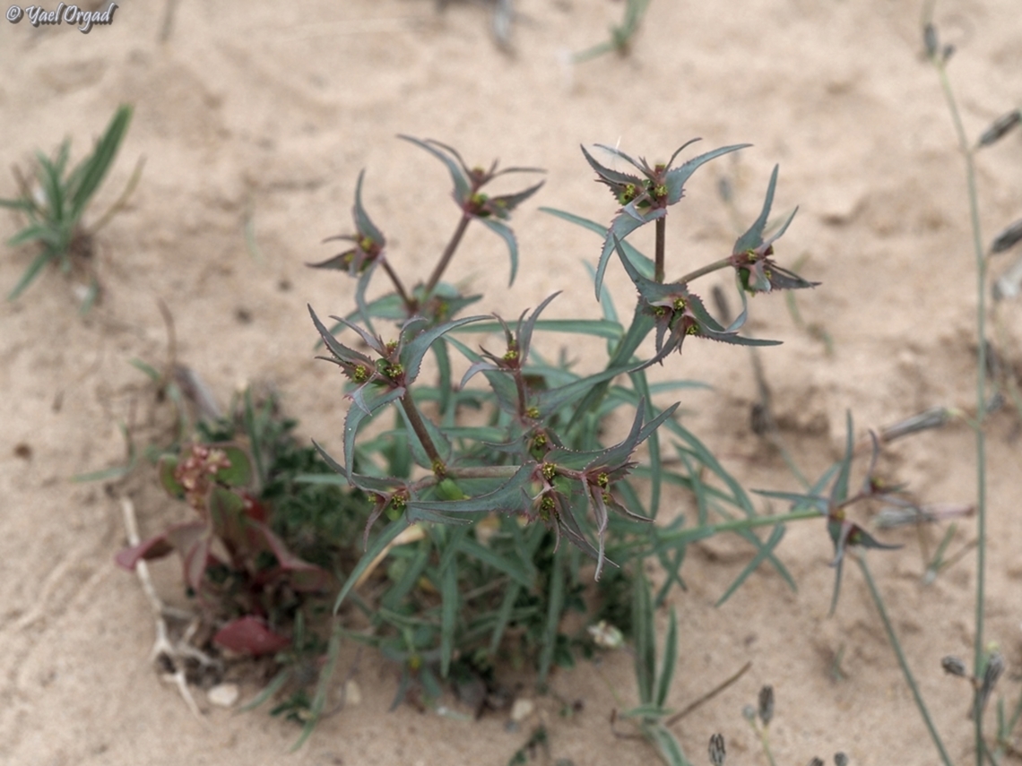 Euphorbia retusa  Euphorbia retusa,Geotagged,Israel,Winter