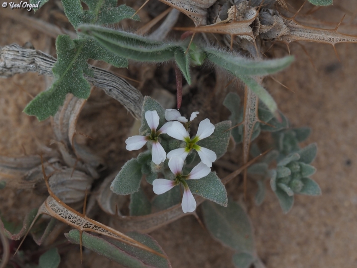 Morettia canescens  Geotagged,Israel,Morettia canescens,Winter