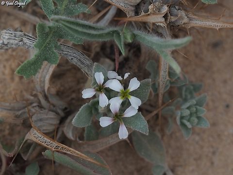 Morettia canescens  Geotagged,Israel,Morettia canescens,Winter