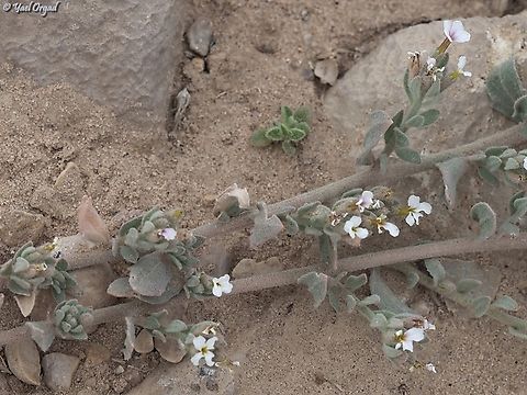 Morettia philaeana  Geotagged,Israel,Morettia philaeana,Winter