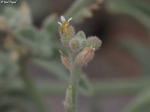Morettia parviflora  Geotagged,Israel,Morettia parviflora,Winter