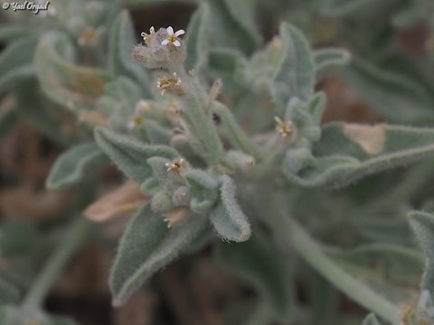 Morettia parviflora  Geotagged,Israel,Morettia parviflora,Winter
