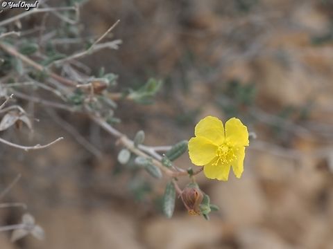 Helianthemum sancti-antonii  Geotagged,Helianthemum sancti-antonii,Israel,Winter