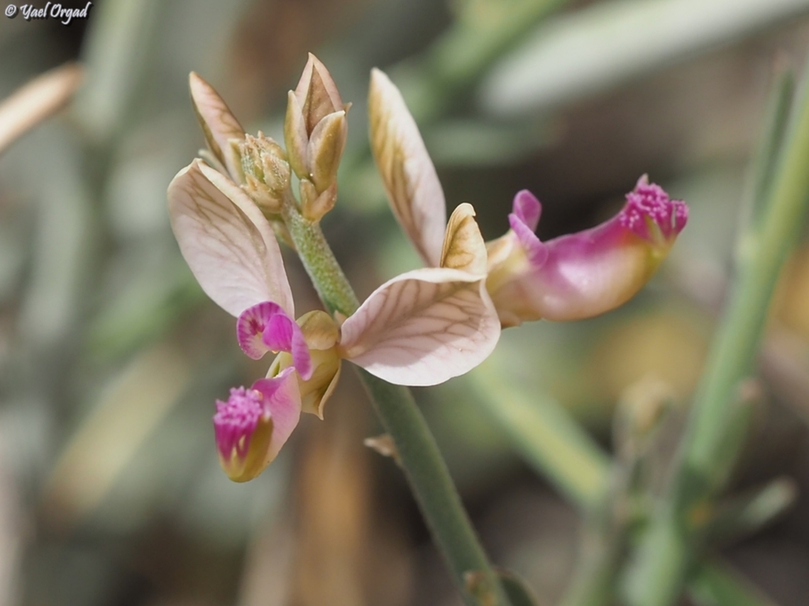 Polygala negevensis  Geotagged,Israel,Polygala negevensis,Winter