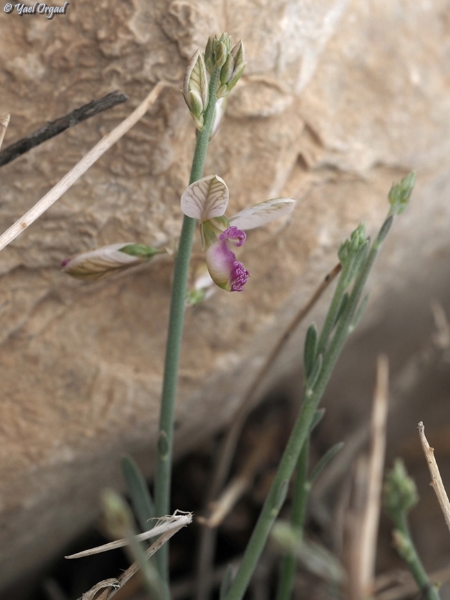 Polygala negevensis second time in my life I got to see this special, beautiful, rare shrublet! Geotagged,Israel,Polygala negevensis,Winter