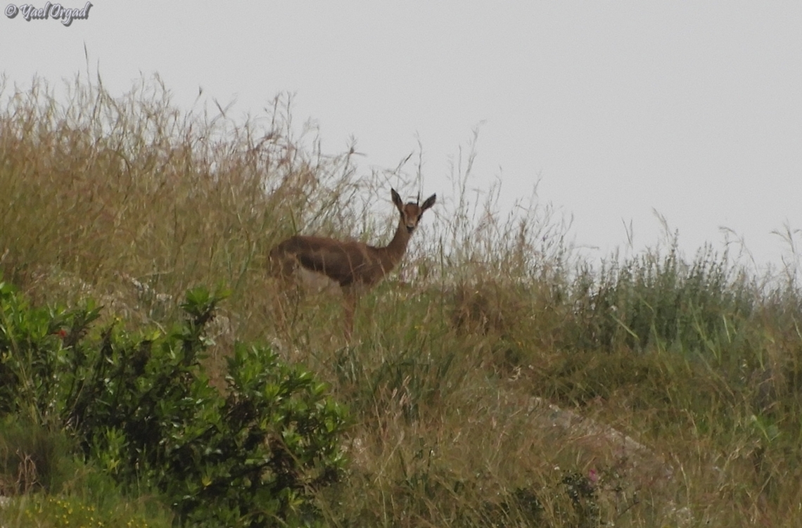 Gazella gazella  Gazella gazella,Geotagged,Mountain gazelle,Winter