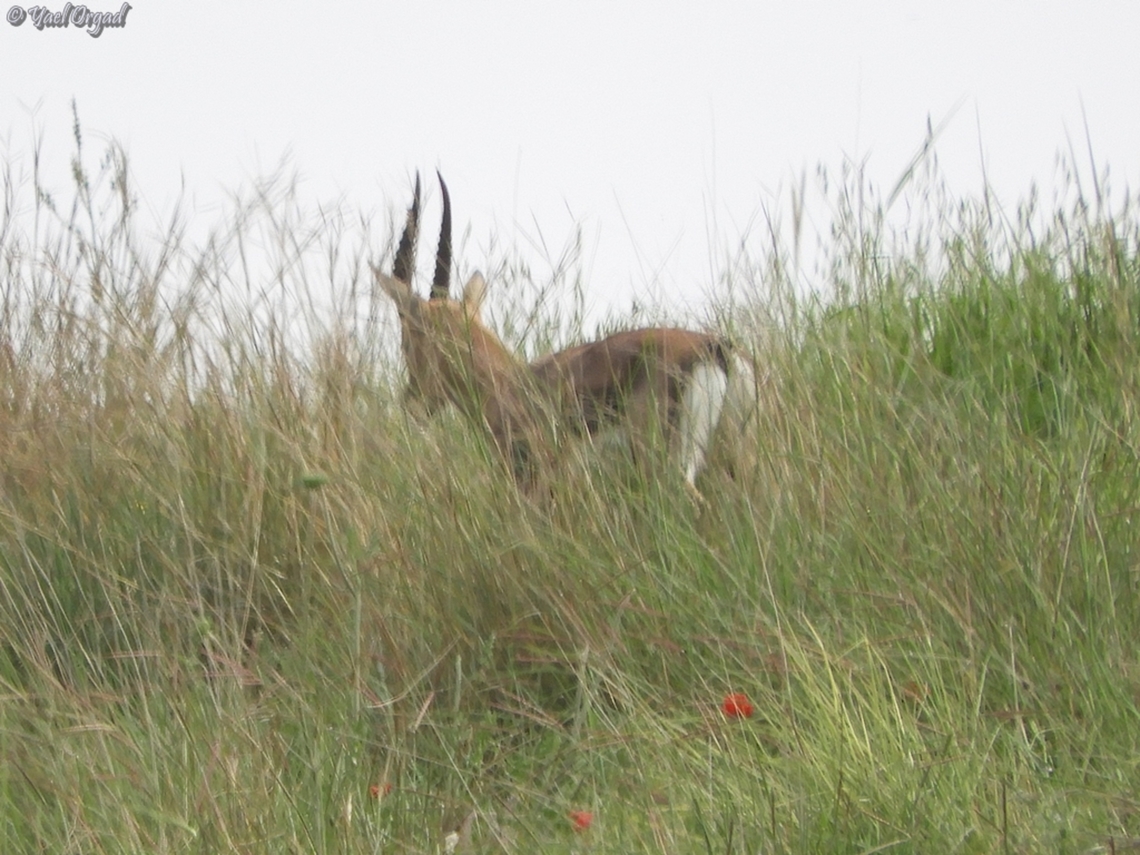 Gazella gazella  Gazella gazella,Geotagged,Mountain gazelle,Winter