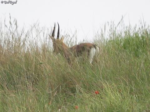 Gazella gazella  Gazella gazella,Geotagged,Mountain gazelle,Winter