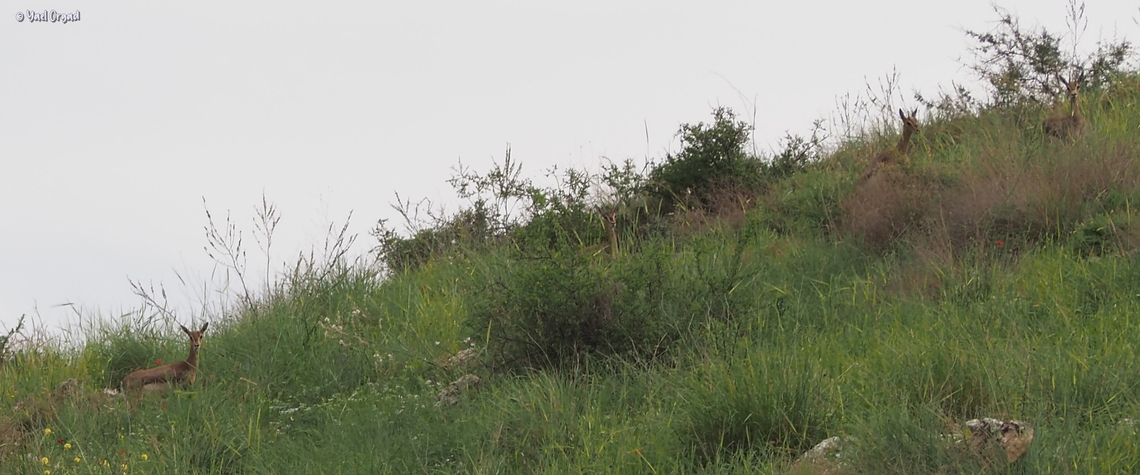 Gazella gazella  Gazella gazella,Geotagged,Mountain gazelle,Winter