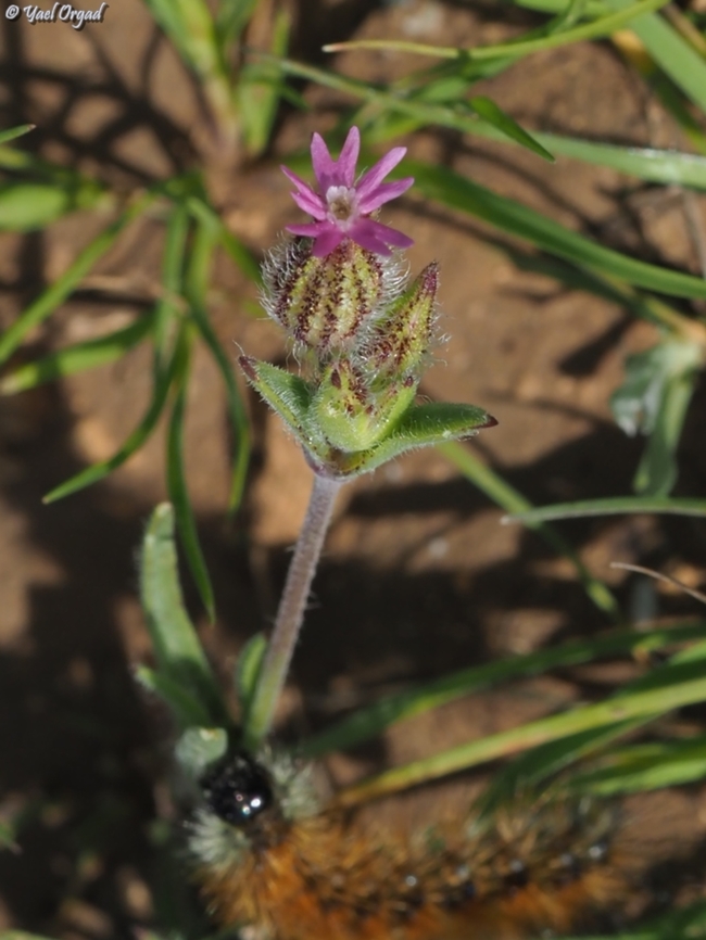 Silene alexandrina  Geotagged,Israel,Silene alexandrina,Winter