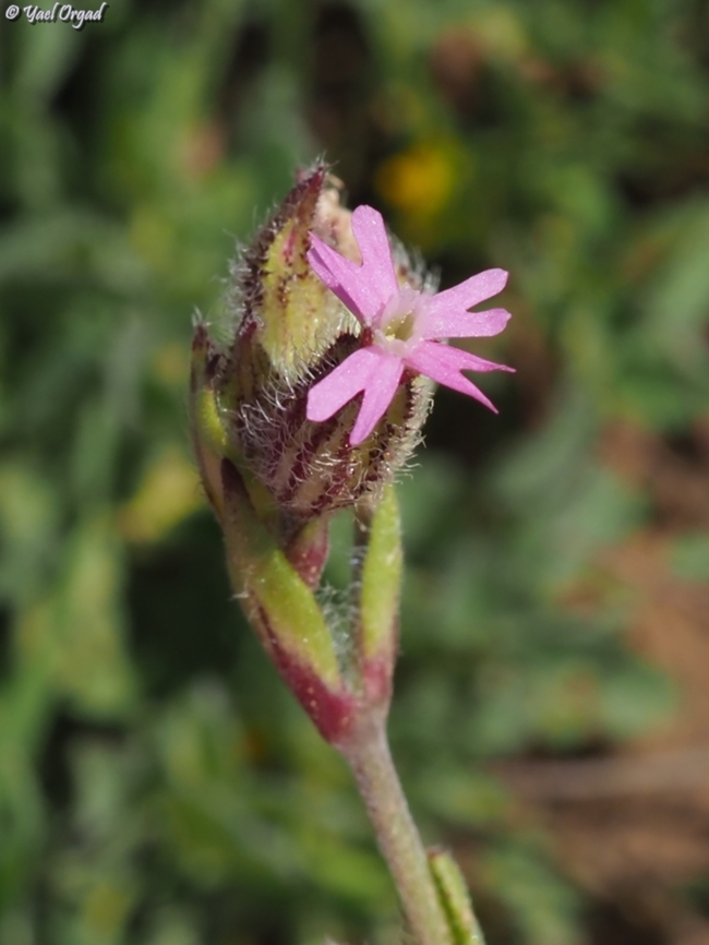 Silene alexandrina  Geotagged,Israel,Silene alexandrina,Winter