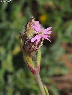 Silene alexandrina  Geotagged,Israel,Silene alexandrina,Winter