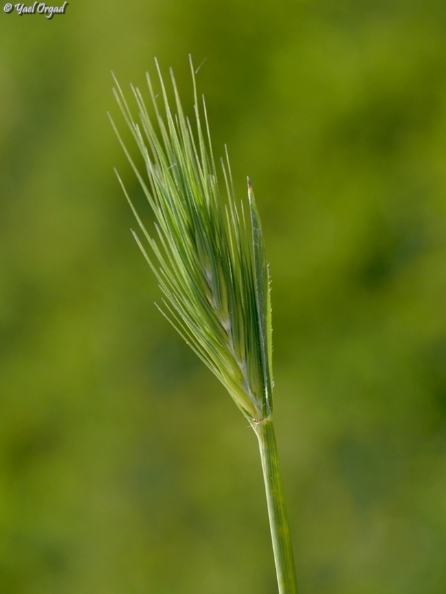 Crithopsis delileana  Crithopsis,Crithopsis delileana,Geotagged,Israel,Winter