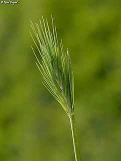 Crithopsis delileana  Crithopsis,Crithopsis delileana,Geotagged,Israel,Winter