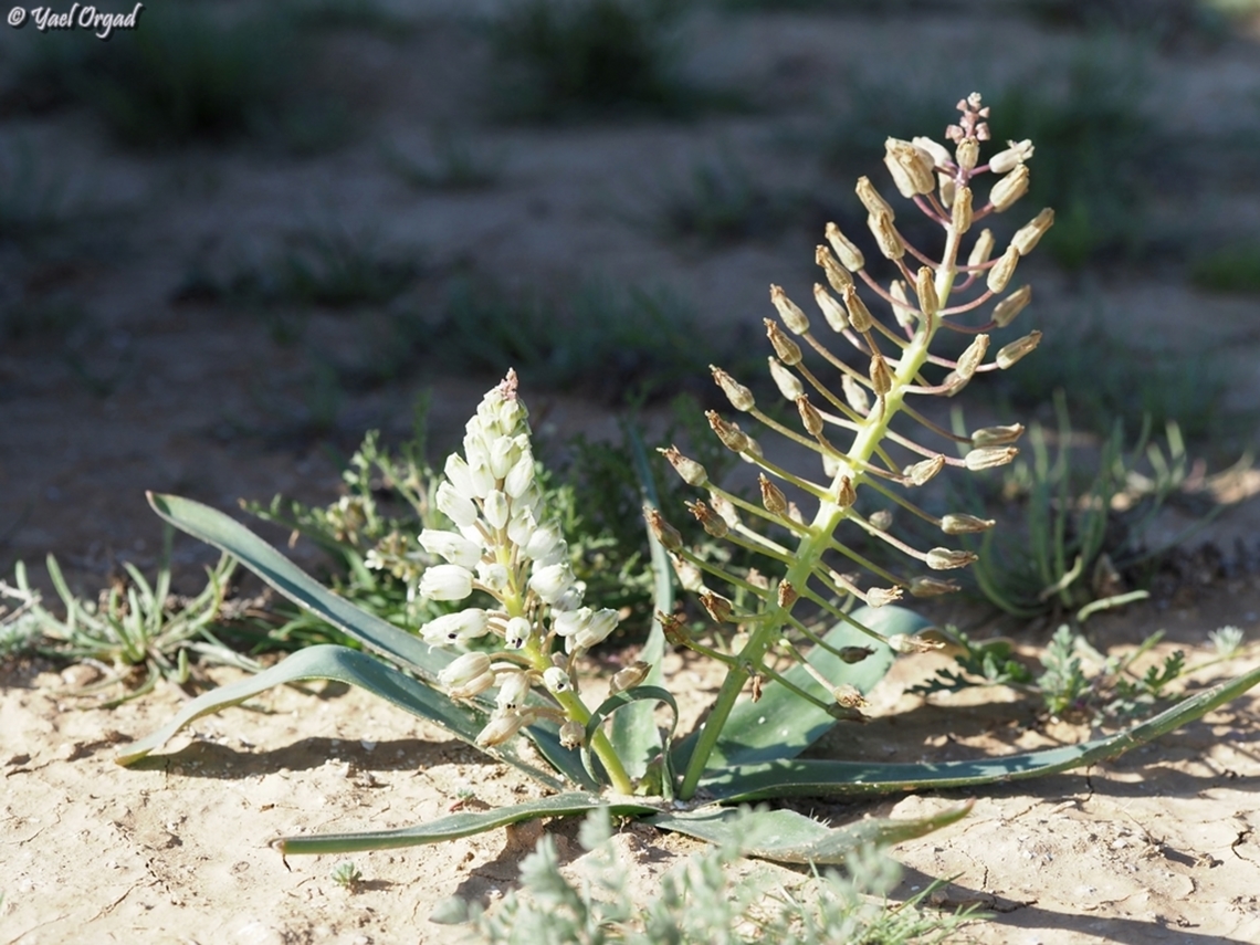 Bellevalia eigii  Bellevalia eigii,Geotagged,Israel,Winter