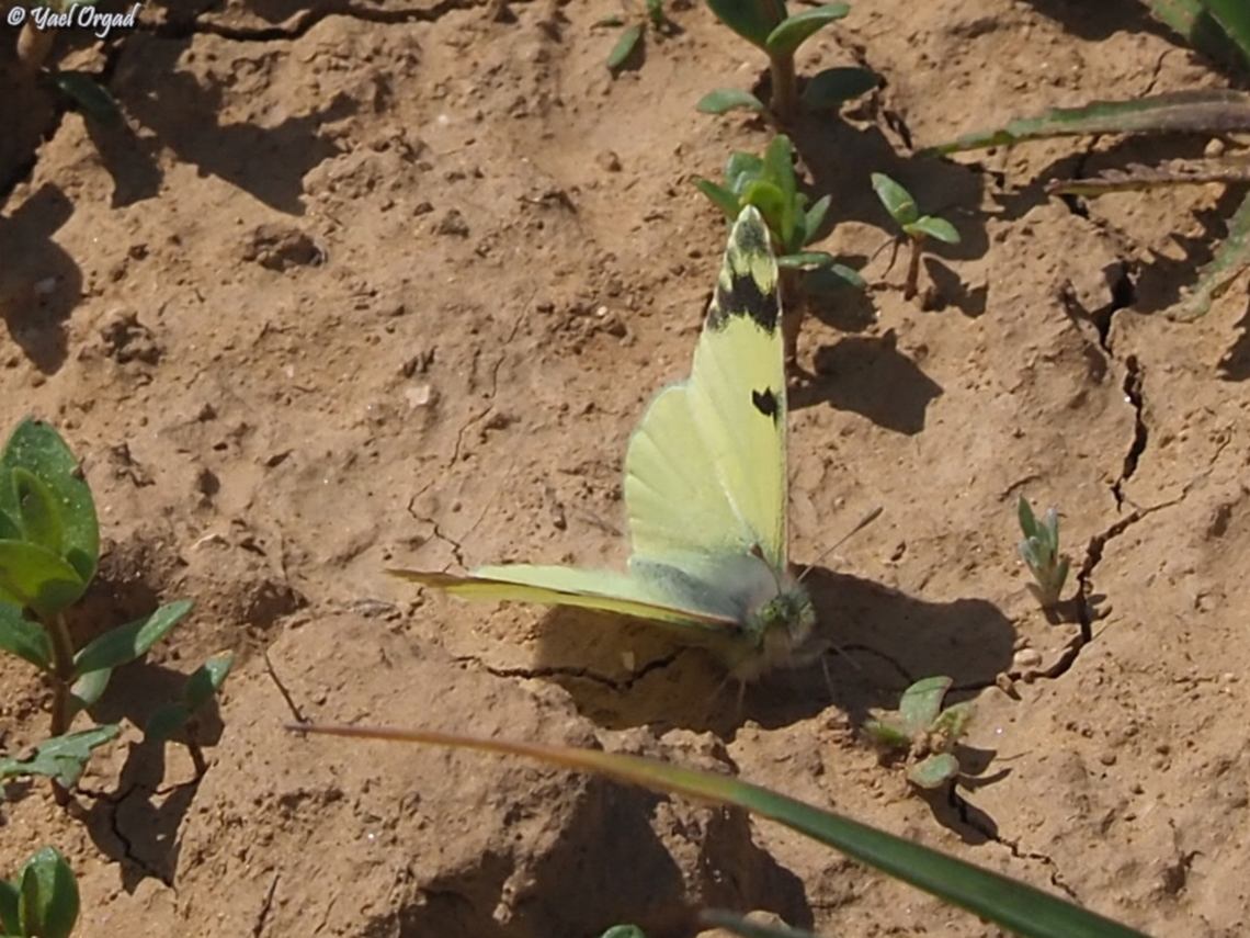 Euchloe charlonia  Euchloe charlonia,Geotagged,Greenish Black-Tip,Israel,Winter