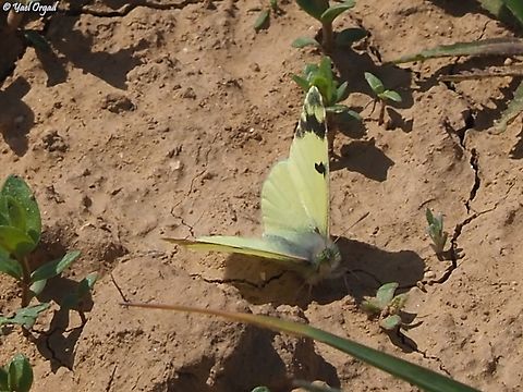 Euchloe charlonia  Euchloe charlonia,Geotagged,Greenish Black-Tip,Israel,Winter
