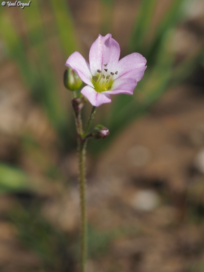 Eremogone picta  Eremogone picta,Geotagged,Israel,Winter