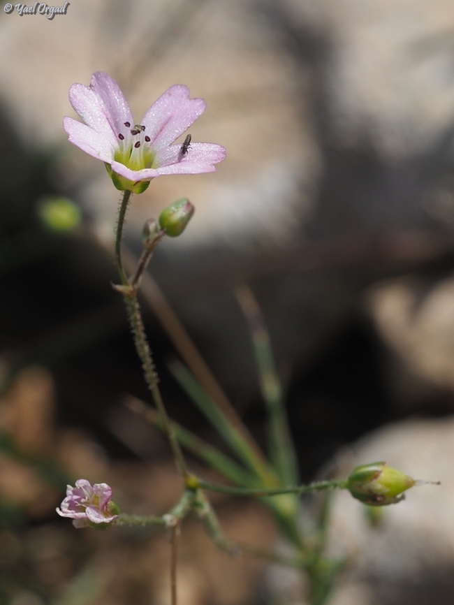 Eremogone picta  Eremogone picta,Geotagged,Israel,Winter