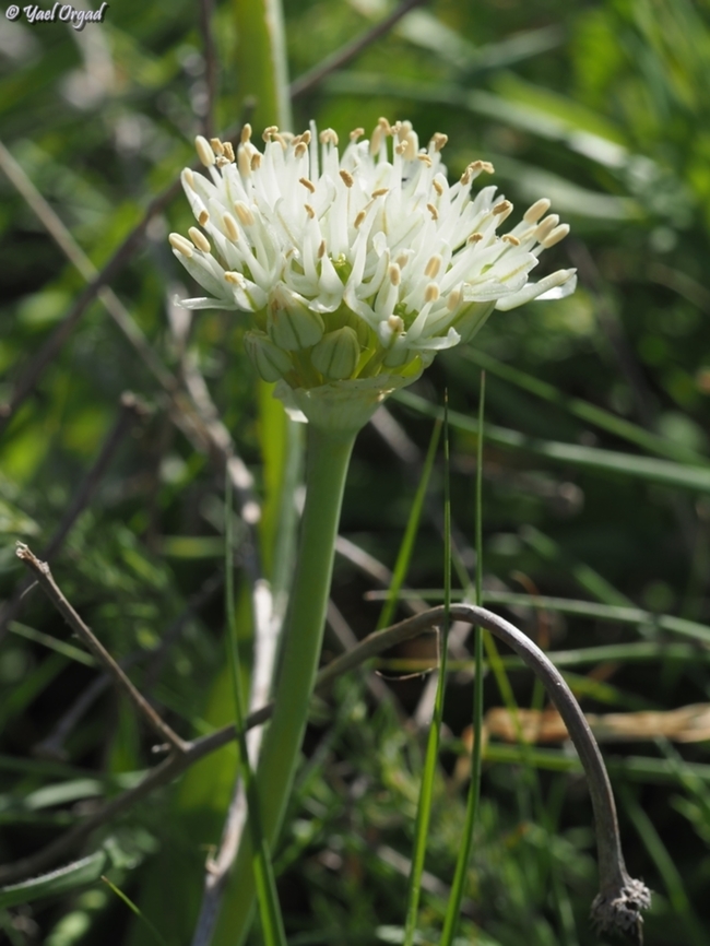 Allium israeliticum  Allium israeliticum,Geotagged,Israel,Winter