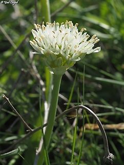 Allium israeliticum  Allium israeliticum,Geotagged,Israel,Winter