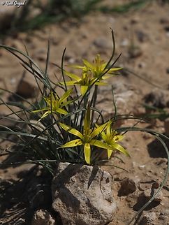 Gagea reticulata  Gagea reticulata,Geotagged,Israel,Winter