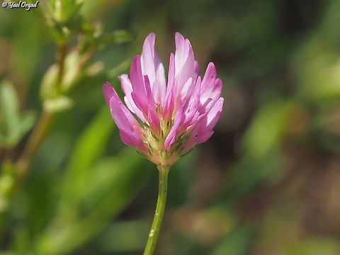 Trifolium glanduliferum  Geotagged,Israel,Trifolium glanduliferum,Winter
