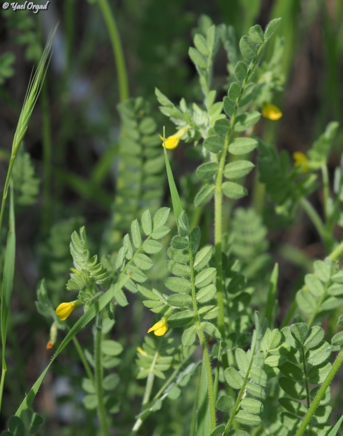 Ornithopus compressus  Geotagged,Israel,Ornithopus compressus,Winter,Yellow serradella