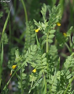 Ornithopus compressus  Geotagged,Israel,Ornithopus compressus,Winter,Yellow serradella