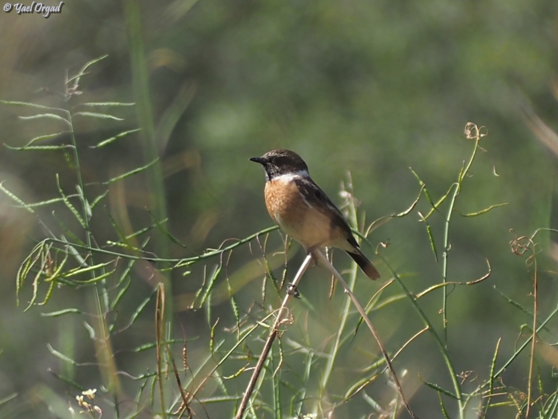 Saxicola rubicola  European Stonechat,Geotagged,Israel,Saxicola rubicola,Winter