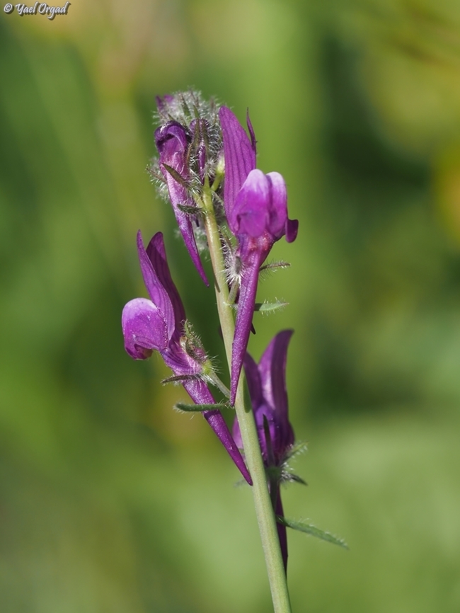 Linaria joppensis  Geotagged,Israel,Jaffa Toadflax,Linaria joppensis,Winter