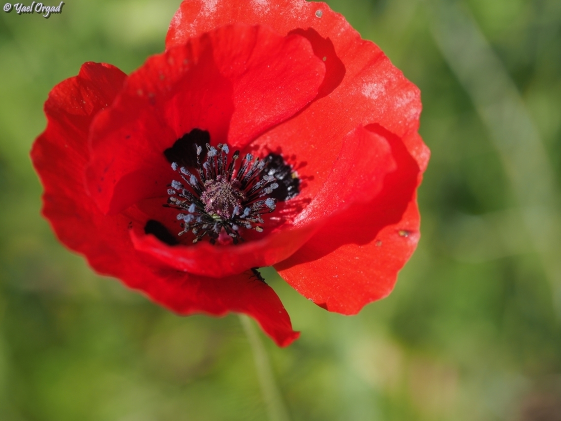 Papaver umbonatum  Geotagged,Israel,Papaver umbonatum,Winter