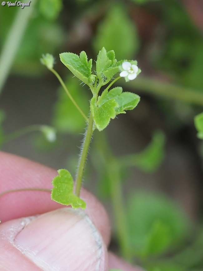 Veronica panormitana yes, it is very tiny... <br />
 Geotagged,Israel,Veronica panormitana,Winter
