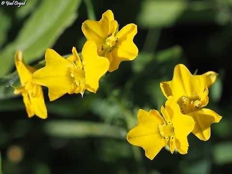 Hypecoum dimidiatum  Geotagged,Hypecoum dimidiatum,Israel,Winter