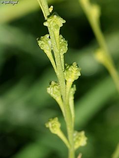Ochthodium aegyptiacum  Geotagged,Israel,Ochthodium aegyptiacum,Winter