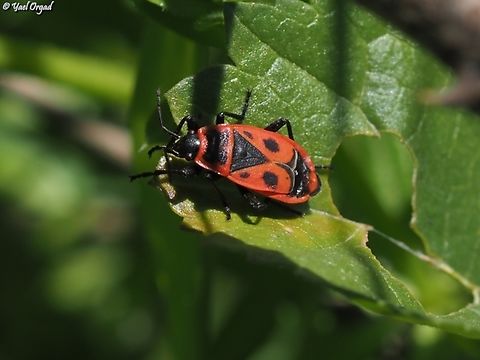 Pyrrhocoris apterus  Firebug,Geotagged,Israel,Pyrrhocoris apterus,Winter