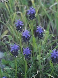 Muscari neglectum  Geotagged,Israel,Muscari neglectum,Starch grape hyacinth,Winter