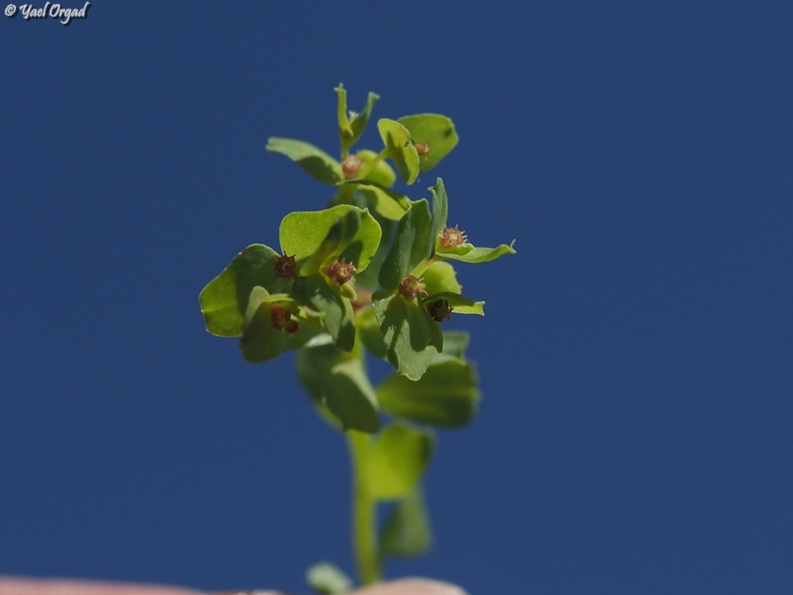 Euphorbia chamaepeplus  Euphorbia chamaepeplus,Geotagged,Israel,Winter