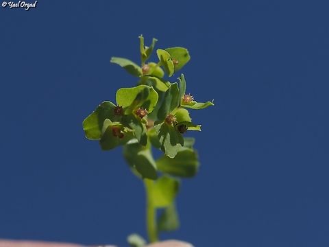 Euphorbia chamaepeplus  Euphorbia chamaepeplus,Geotagged,Israel,Winter