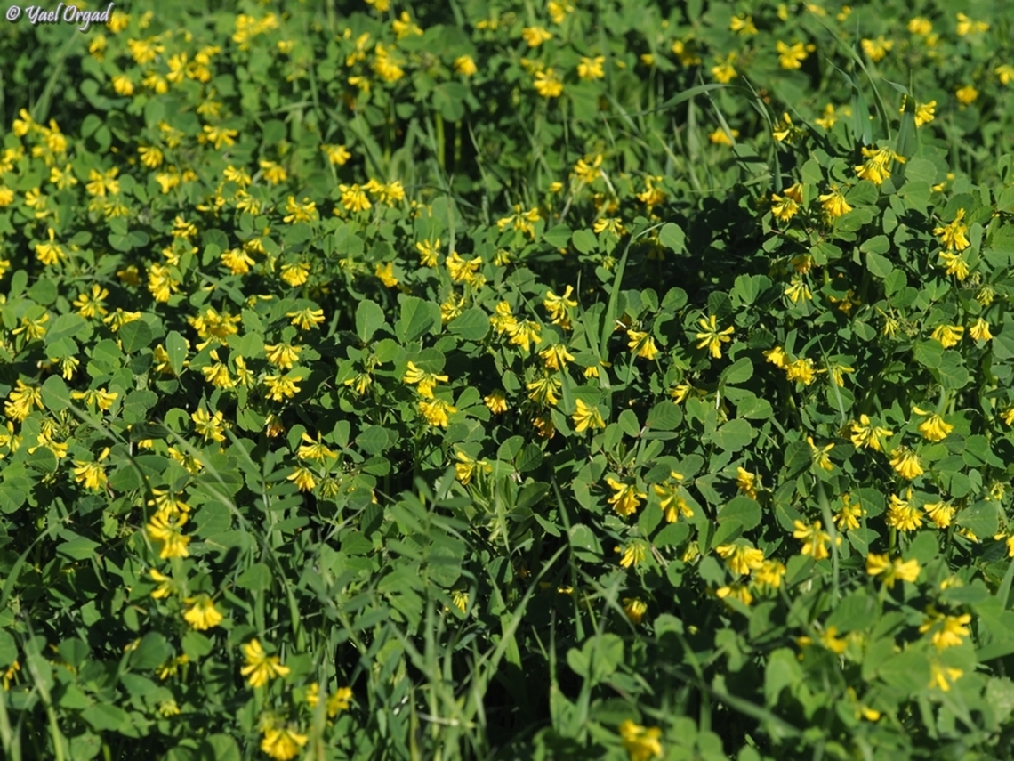Trigonella hierosolymitana  Geotagged,Israel,Trigonella hierosolymitana,Winter