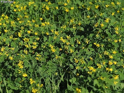 Trigonella hierosolymitana  Geotagged,Israel,Trigonella hierosolymitana,Winter