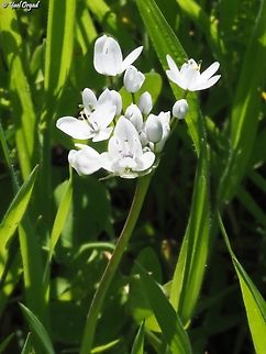 Allium palaestinum  Allium palaestinum,Geotagged,Israel,Winter